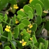 Zdjęcie z Australii - Jakas ciekawa roslina - drobniutkie listki i malenkie kwiatki