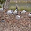 Zdjęcie z Australii - Troche dalej ibisie zebranie z gąską grzywienką na dokladkę