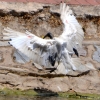 Zdjęcie z Australii - Wrocil jeden z ibisow