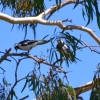 Zdjęcie z Australii - Graliny srokate - dwie samiczki