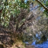 Zdjęcie z Australii - Mniejszy z zielonych stawow w Seaford Meadows