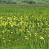Zdjęcie z Polski - Na podmokłych łąkach, w miejscu kaczeńców, zakwitły tysiące żółtych kosaćców.