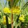 Zdjęcie z Polski - Urocze, żółte kwiatuszki, których na bagnie wiele można spotkać
