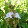 Zdjęcie z Polski - Bobrek trójlistkowy - kolejny uroczy kwiatek spotkany na bagnie.