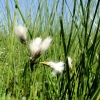 Zdjęcie z Polski - I tu wśód traw można wypatrzeć pojedyncze kwiaty wełnianki