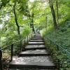 Zdjęcie z Polski - "Wdrapujemy się" na górę po takich schodkach, tonących w bujnej zieleni.