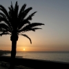 Zdjęcie z Hiszpanii - Wschód pod palmą 😆