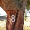 Zdjęcie z Portugalii - "8" oznacza, że korę z tego drzewa zdjęto w 2018