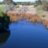 Zdjęcie z Australii - Strumien Pedler Creek