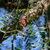 Zdjęcie z Australii - Owoce peruwianskiego drzewa pieprzowego