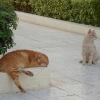 Zdjęcie z Polski - To koty spotkane w Egipcie.