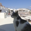 Zdjęcie z Polski - To kot z Santorini.