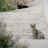 Zdjęcie z Polski - Kotów na Santorini było naprawdę dużo. Te dwa też spotkane na tej pięknej wyspie.