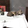 Zdjęcie z Polski - Kot z andaluzyjskiej restauracji 😂😂🤣