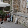 Zdjęcie z Polski - Czy greckie koty umieją czytać? - scenka z Krety