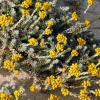 Zdjęcie z Hiszpanii - roślinność "plażowa"