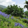Zdjęcie z Portugalii -  Agapanty, inaczej lilie afrykańskie kwitną wszędzie - i w ogrodach, i na zboczach gór.