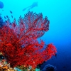Zdjęcie z Włoch - a tu żywy koral w głębinach Sardynii...