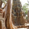 Zdjęcie z Kambodży - Ta Prohm