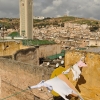 Zdjęcie z Maroka - Widok na dachy Fezu