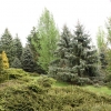Zdjęcie z Polski - Arboretum w Powsinie.