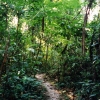 Zdjęcie z Brazylii - W dżungli