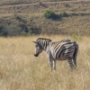 Zdjęcie z Republiki Półudniowej Afryki - Pilanesberg Park