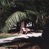 Zdjęcie z Chorwacji - Sikorki w lesie palmowym
