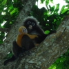 Zdjęcie z Malezji - malpki na drzewie