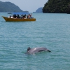 delfiny - Zdjęcie delfiny - Delfiny i turysci na Morzu Adamanskim, moja ulubiona Tajlandia byla w zasiegu reki