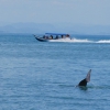 Zdjęcie z Malezji - i znowu delfiny