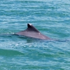 Zdjęcie z Malezji - To tylko delfin