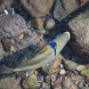 Zdjęcie z Egiptu - rybki przy brzegu