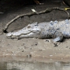 Zdjęcie z Australii - Krokodyl slonowodny