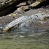 Zdjęcie z Australii - Kolejny wielki krokodyl..