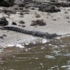 Zdjęcie z Australii - Kolejny krokodyl...