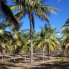 Zdjęcie z Australii - Plantacja kokosow...