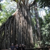 Zdjęcie z Australii - Ogromne drzewo figowe