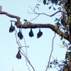 Zdjęcie z Australii - Spiace nietoperze