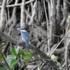 Zdjęcie z Australii - Niebieski ptak...
