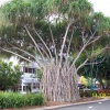 Zdjęcie z Australii - Drzewo figowe na...