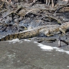 Zdjęcie z Australii - Jeszcze jeden krokodyl