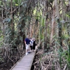 Zdjęcie z Australii - Pandanus swamp board walk