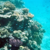 Zdjęcie z Australii - Cudowny podwodny swiat