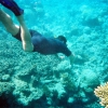 Zdjęcie z Australii - Wsrod koralowcow
