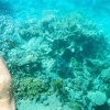 Zdjęcie z Australii - Na rafie koralowej