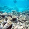 Zdjęcie z Australii - Podwodny swiat