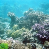 Zdjęcie z Australii - Piekne koralowce