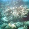 Zdjęcie z Australii - Rafa koralowa