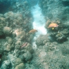 Zdjęcie z Australii - Kolorowe rybki